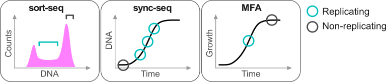 Replication time profiling family