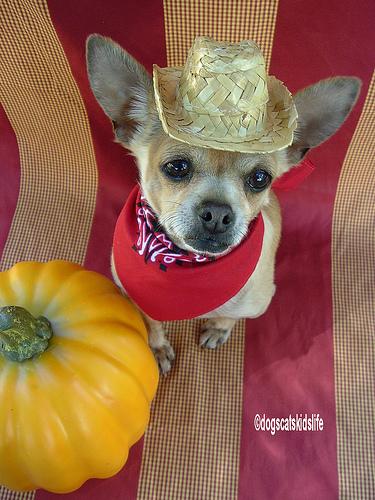 Chihuahua with hat