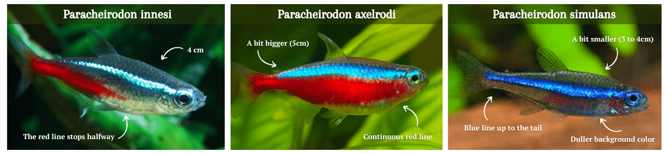 Members of the genus Paracheirodon